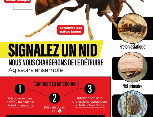 SIGNALER UN NID DE FRELON ASIATIQUES