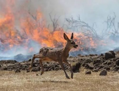 Interdiction d&rsquo;accès aux massifs boisés – risque d&rsquo;incendies